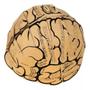 Imagem de Cérebro corpo humano em forma de capacete escolar anatomia educativos