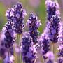 Imagem de Chá De Alfazema Nacional - Lavandula Angustifolia - 50G