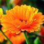 Imagem de Chá De Calêndula - Calendula Officinalis L. - 50G