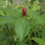 Imagem de Chá de Cana do Brejo - Costus spicatus Swartz - 100g