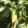 Imagem de Chá de Canela Java Quebrada - Cinnamomum Burmannii - 100g