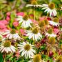 Imagem de Chá De Equinácea - Echinacea Purpurea L. - 100