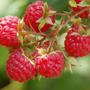 Imagem de Chá de Framboesa - Rubus idaeus - 100g