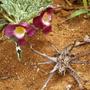 Imagem de Chá De Garra Do Diabo - Harpagophytum Procumbens D.C - 50G