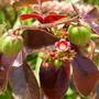 Imagem de Chá de Pinhão Roxo - Jatropha gossypiifolia - 100g