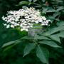 Imagem de Chá de Sabugueiro - Sambucus nigra  L. - 50g