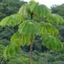 Imagem de Chá De Umbaúba - Embaúba - Cecropia Hololeuca Miquel - 50G