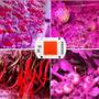 Imagem de Chip LED COB 50W Full Spectrum Cultivo Grow Planta Aquário 220V