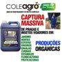 Cola Entomológica Azul 5 litros Blue GLue Coleagro Imagem de Cola Entomológica Azul 5 litros Blue GLue Coleagro