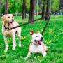 Imagem de Coleira Corda Para Dois Cães Colarinho Trelas Cão Filhote Pets