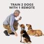 Imagem de Coleira de treinamento Dog CARE, coleira com controle remoto recarregável - 3 modos de treinamento: bipe, vibração e níveis estáticos ajustáveis, coleira remota portátil para cães pequenos grandes, seguro e humano