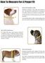 Imagem de Coleira para cães Hamilton ajustável de nylon rosa choque 1,6x30-45cm