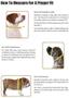 Imagem de Coleira para cães Hamilton ajustável de nylon rosa choque 7-12 polegadas