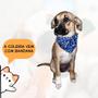 Imagem de Coleira Petz de Nylon com Bandana 30x11 Fecho Ajustavel