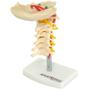 Imagem de Coluna Vertebral Cervical