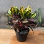 Imagem de Combo 3 Croton Variadas Top Plantas Naturais Jardim Casa Ap