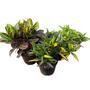 Imagem de Combo 3 Croton Variadas Top Plantas Naturais Jardim Casa Ap