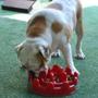 Imagem de Comedouro de Alimentação Lenta para Cães Pet Games Pet Fit Vermelho
