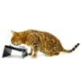 Imagem de Comedouro para Gatos Snack Cat CatMyPet