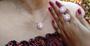 Imagem de Conjunto Colar e Brincos Folheados a Ouro 18k com Zirconia