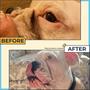 Imagem de Conjunto Two Pets and a Half Bulldog Wrinkle Paste para Cuidados com a Pele