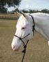 Imagem de Corda Halter com chumbo de 8 pés para cavalo adulto - preta