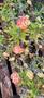 Imagem de coroa de cristo Euphorbia milii de flores pequenas