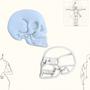 Imagem de Cortador Anatomia Humana - Crânio 5,5cm