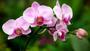Imagem de Cortador de Pétala de Orquídea Phalaenopsis Confeiteiro