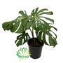 Imagem de Costela de Adão Adulta - Pote 23 Grande Planta Muda Costera Monstera Decoração