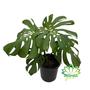 Imagem de Costela de Adão Adulta - Pote 23 Grande Planta Muda Costera Monstera Decoração