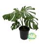 Imagem de Costela de Adão Adulta - Pote 23 Grande Planta Muda Costera Monstera Decoração