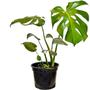 Imagem de Costela de Adão Muda Monstera Planta 50cm Decoração Interna