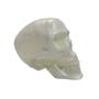Imagem de Cranio com Mandibula Neon