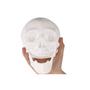 Imagem de Cranio com Mandibula