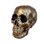 Imagem de Cranio Grande Tamanho Real de Resina Dourado Premium