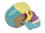 Imagem de Crânio Humano Colorido c/ Mandíbula Móvel e Dentes Extraíveis em 6 Partes