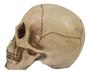 Imagem de Cranio Mandibula Movel Halloween Cromus