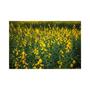 Imagem de Crotalaria Juncea p/ Combate a Dengue 7kg