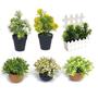 Imagem de decoração plantas artificiais decorativas vaso vasinho falsa flor