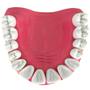 Imagem de Dentição com Todos os Dentes Removíveis, Anatomia