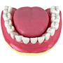 Imagem de Dentição com Todos os Dentes Removíveis, Anatomia