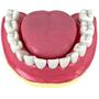 Imagem de Dentição Com Todos Os Dentes Removíveis, Anatomia