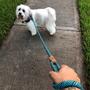 Imagem de Dog Rope Leash Mile High Life Mountain Climbing com argila de metal