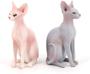 Imagem de DOYIFun Simulado Modelo de Gato Sem Cabelo Figura Toy, 2 Pcs Realista Sphynx Hairless Cat Figurines Collection Playset Science Educational Props Toy (Grey&ampPink)