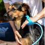 Imagem de Ducha Pet Mangueira Pet Cachorro Chuveiro Spray Banho Pet Animais Luva Mangueira Massagem