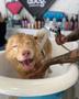 Imagem de Ducha Pet Shop Pure Shower Completa