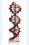 Imagem de Dupla Hélice De Dna De 40Cm