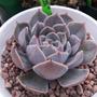 Imagem de Echeveria Lia 8 a 12cm lindo para presente e coleção