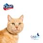 Imagem de Eliminador De Odores Casa e Pets Carinha de Miau 2l CasaKm